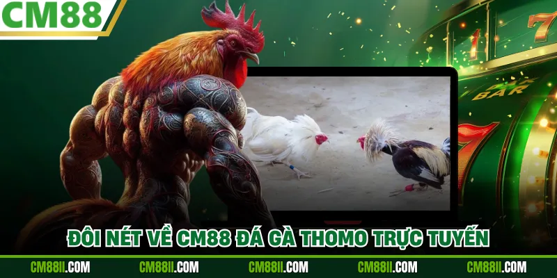 Đôi nét về CM88 đá gà Thomo trực tuyến